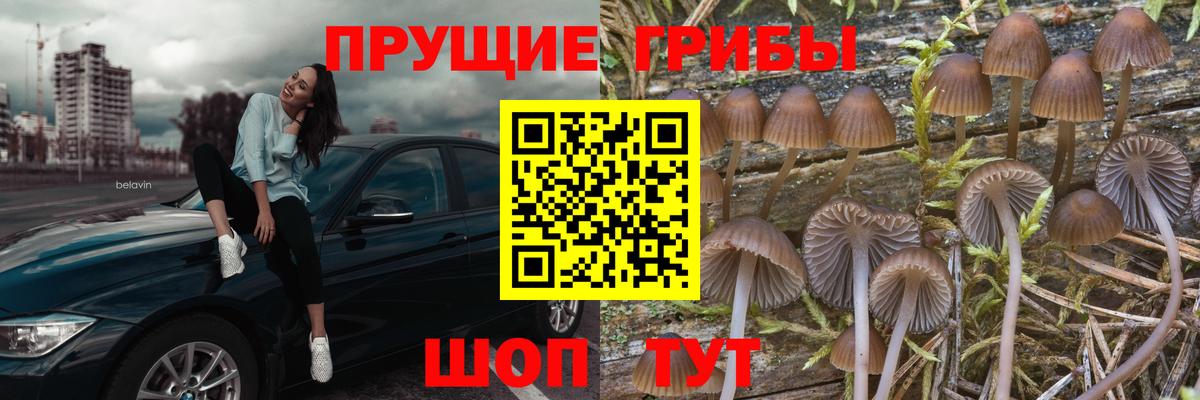 Знаменск  Галлюциногенные грибы прущие грибы  Псилоцибиновые грибы Cubensis  Вход с VPN 